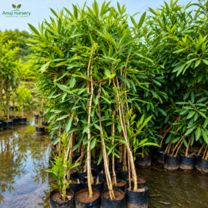 Argentia (Elaeagnus pungens) Live Plant | Evergreen Ornamental Shrub | Air-Purifying & Low Maintenance Garden Plant