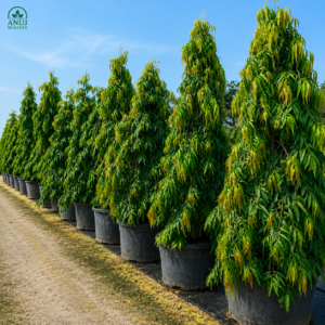 🌳 Ashoka Tree (Saraca asoca) – Premium Live Plant for Sale