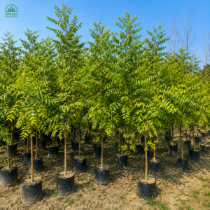 🌿 Azadirachta indica (Neem Tree) – Premium Live Plant for Sale
