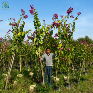 Bauhinia Purpurea (Purple Orchid Tree) – Live Plant