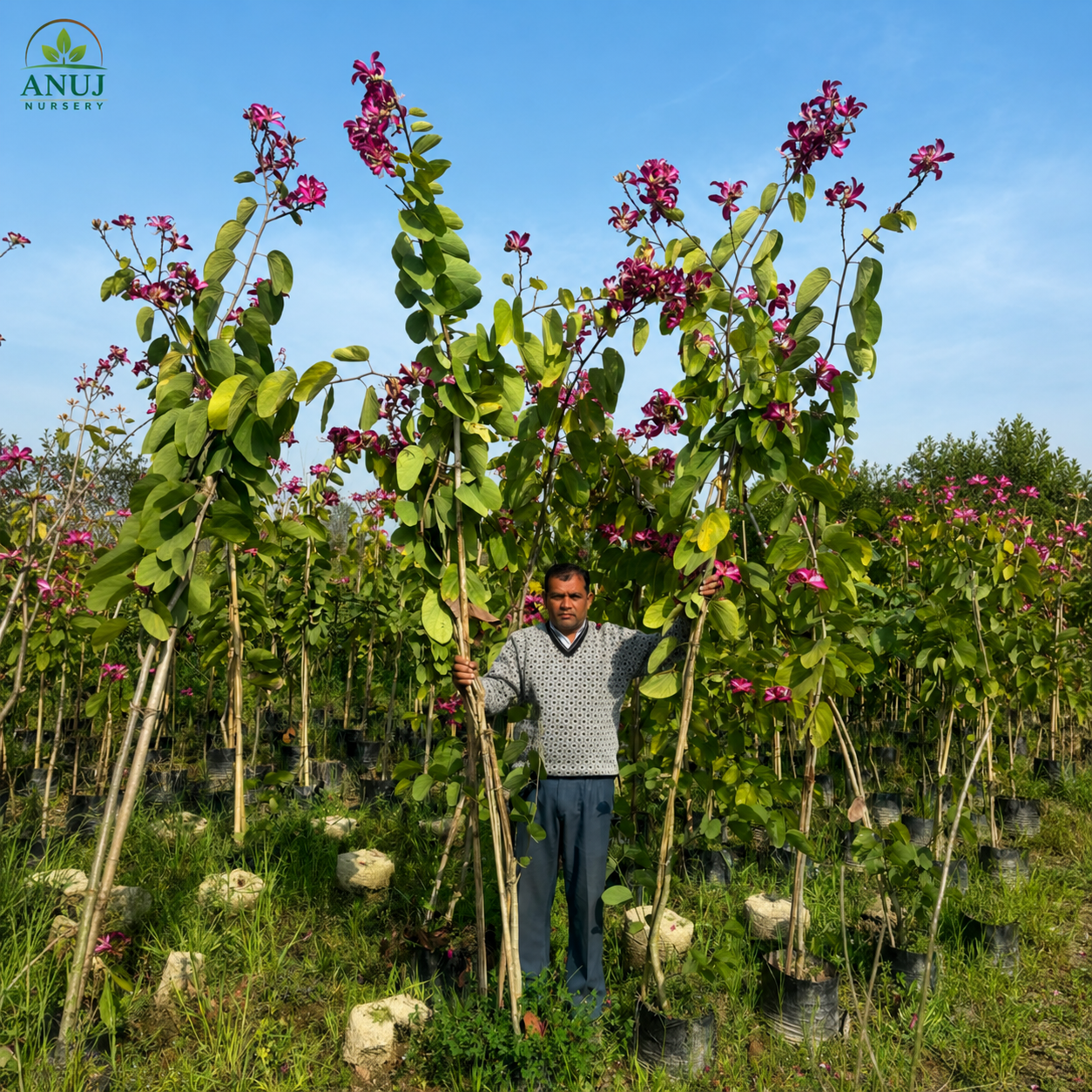 Bauhinia Purpurea (Purple Orchid Tree) β Live Plant