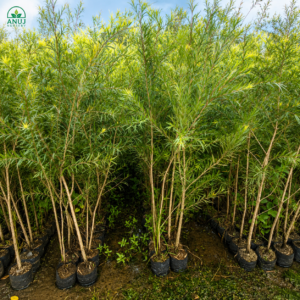 🌺 Callistemon citrinus (Bottlebrush Tree) – Premium Live Plant for Sale