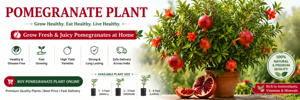 Buy Healthy Pomegranate Plant Best Anar Plant Nursery Anuj Nursery