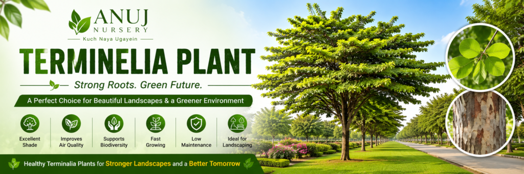 Terminalia Plants for farmhouse,gardens