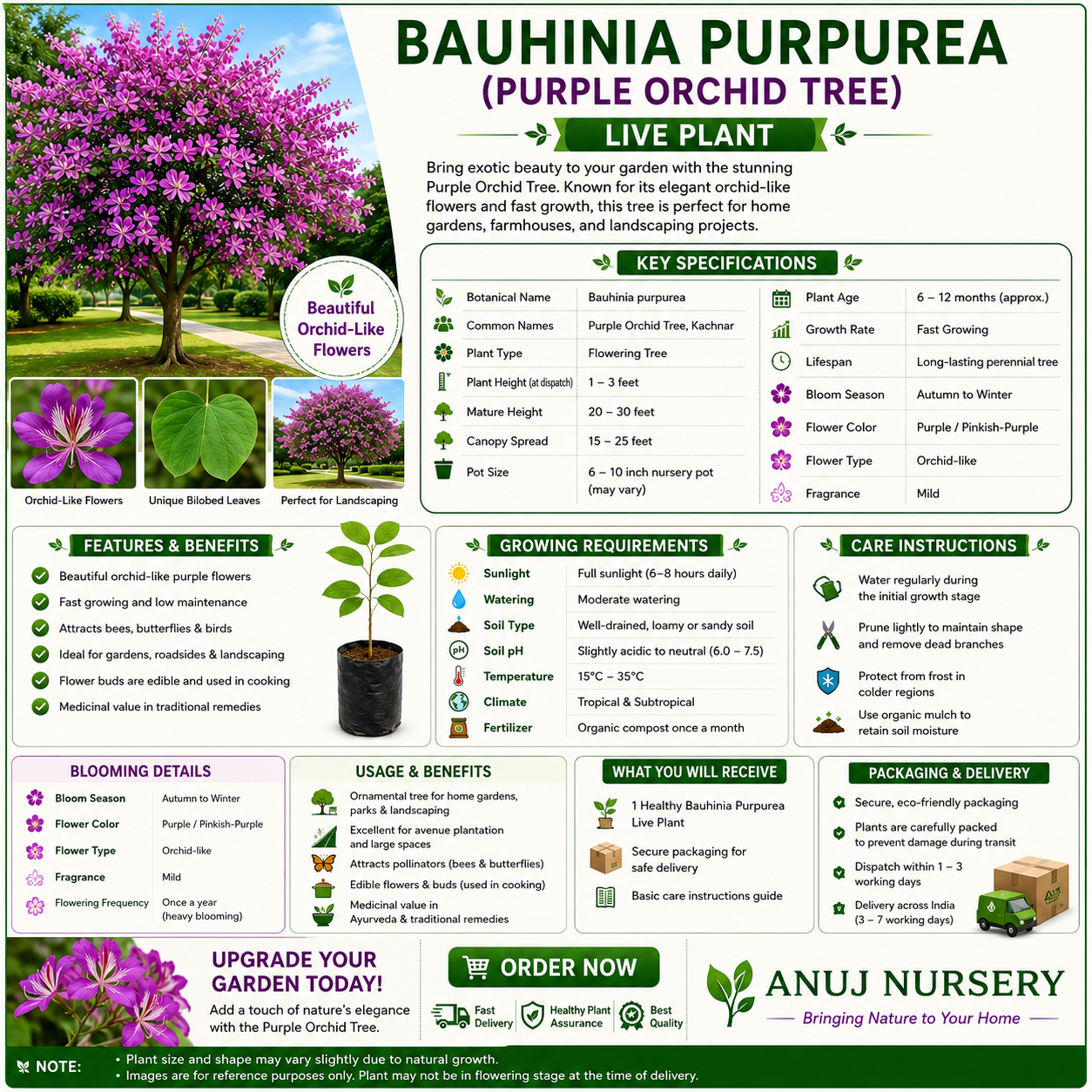 Bauhinia Purpurea (Purple Orchid Tree) β Live Plant - Image 4