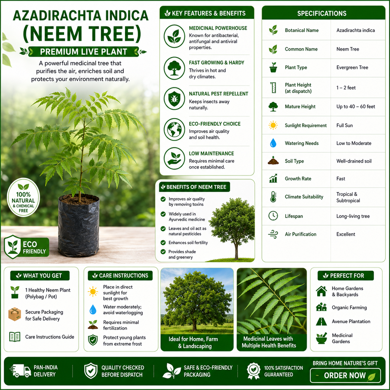 🌿 Azadirachta indica (Neem Tree) – Premium Live Plant for Sale - Image 4