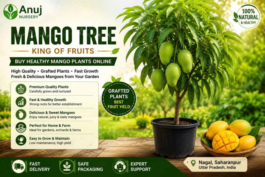 Mango tree king of fruits 