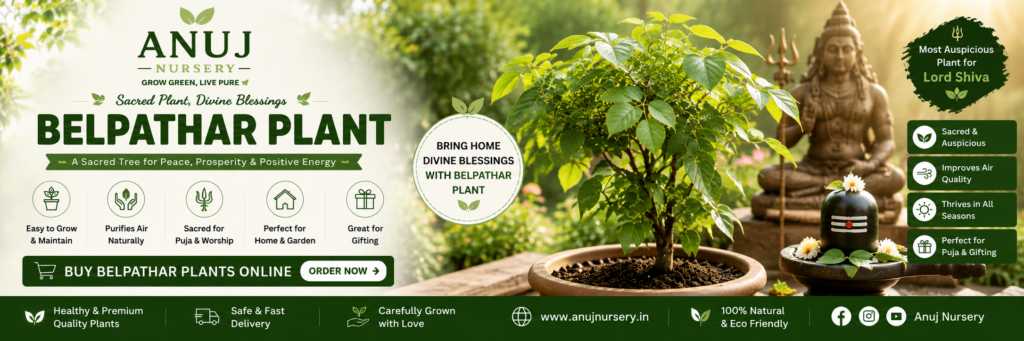 Buy Bel Patra (Bael Tree) fpr garden