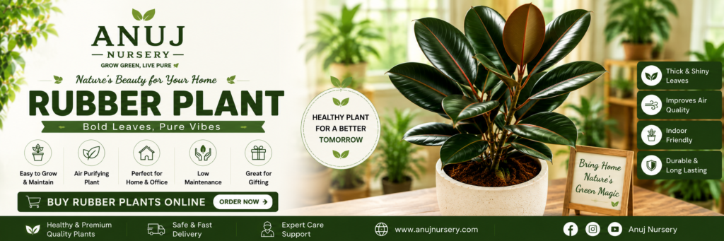 Affordable Rubber Plant For Home