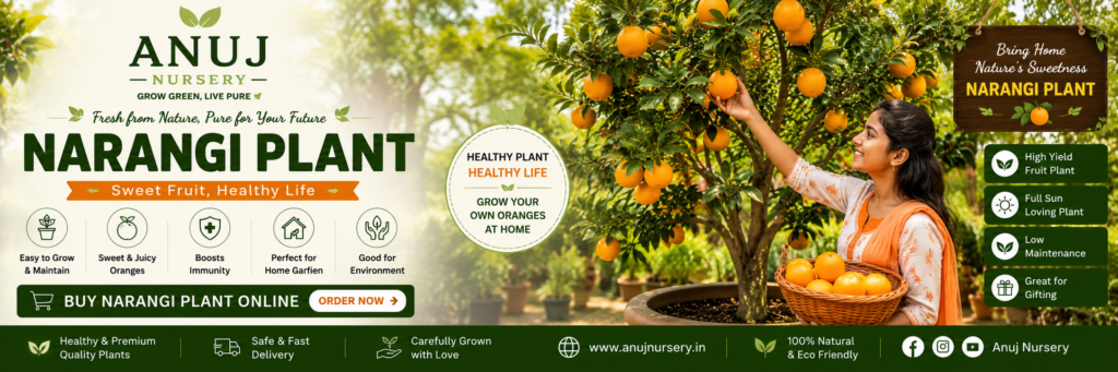 Narangi Plants for home