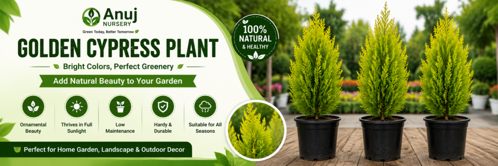 Golden Cypress Plants for garden
