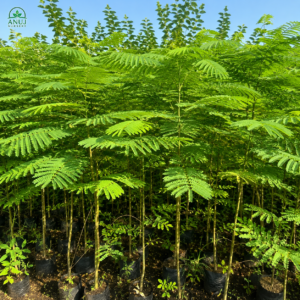 Delonix Regia (Gulmohar / Flame Tree) – Live Plant