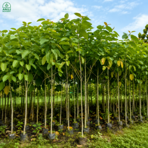 🌳 Neolamarckia cadamba (Kadamba Tree) – Premium Fast-Growing Shade Tree