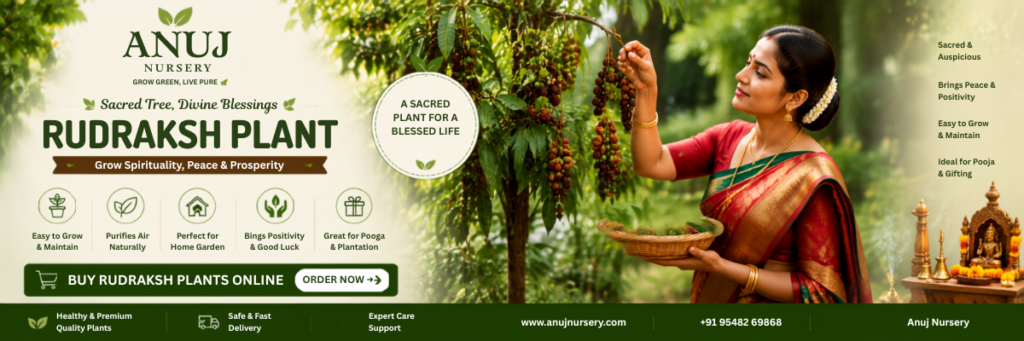 Affordable Rudraksh Plant Grow Sacred Tree at Home India