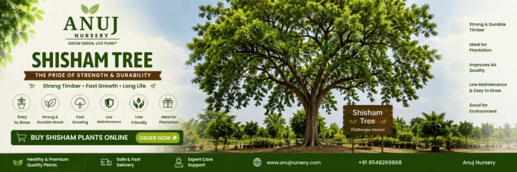 Top Quality Shisham Plants