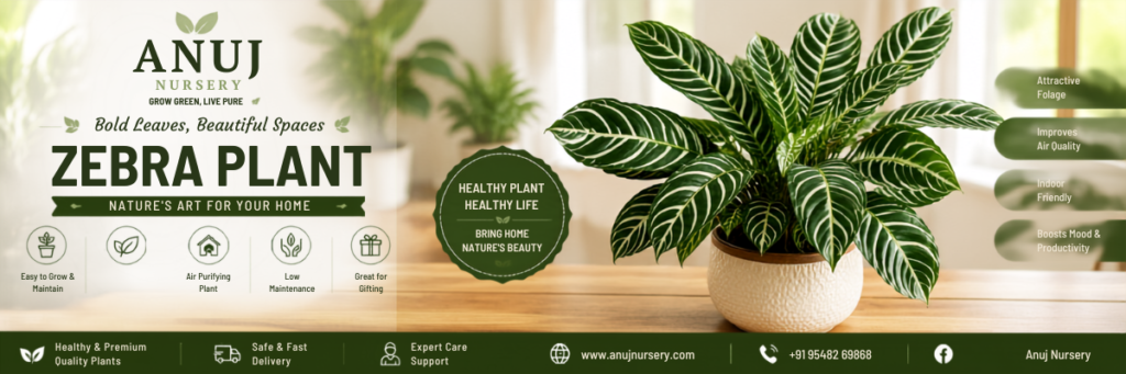 Buy Zebra Plant for indoor