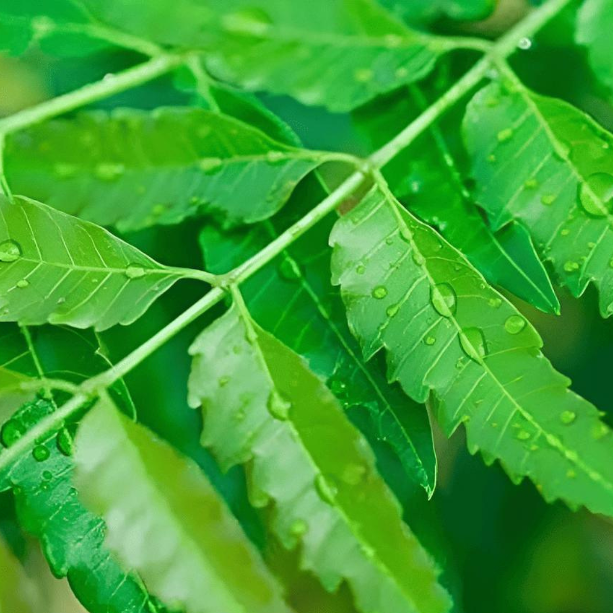 🌿 Azadirachta indica (Neem Tree) – Premium Live Plant for Sale - Image 2