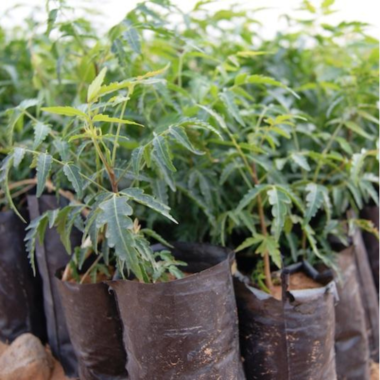 🌿 Azadirachta indica (Neem Tree) – Premium Live Plant for Sale - Image 3