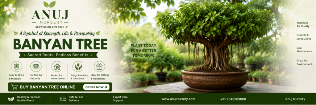 Affordable Banyan Tree Plants