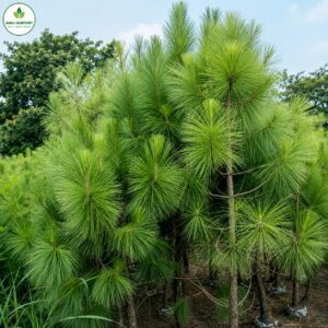 Cheed Plant (Chir Pine) | Evergreen Ornamental Tree | Pinus roxburghii | Anuj Nursery
