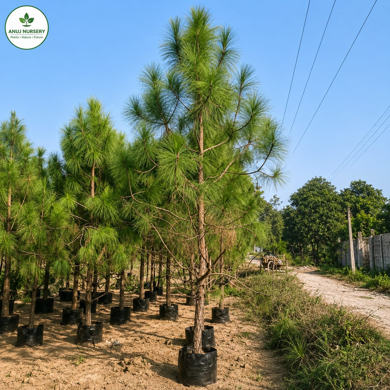 Cheed Plant (Chir Pine) | Evergreen Ornamental Tree | Pinus roxburghii | Anuj Nursery - Image 2