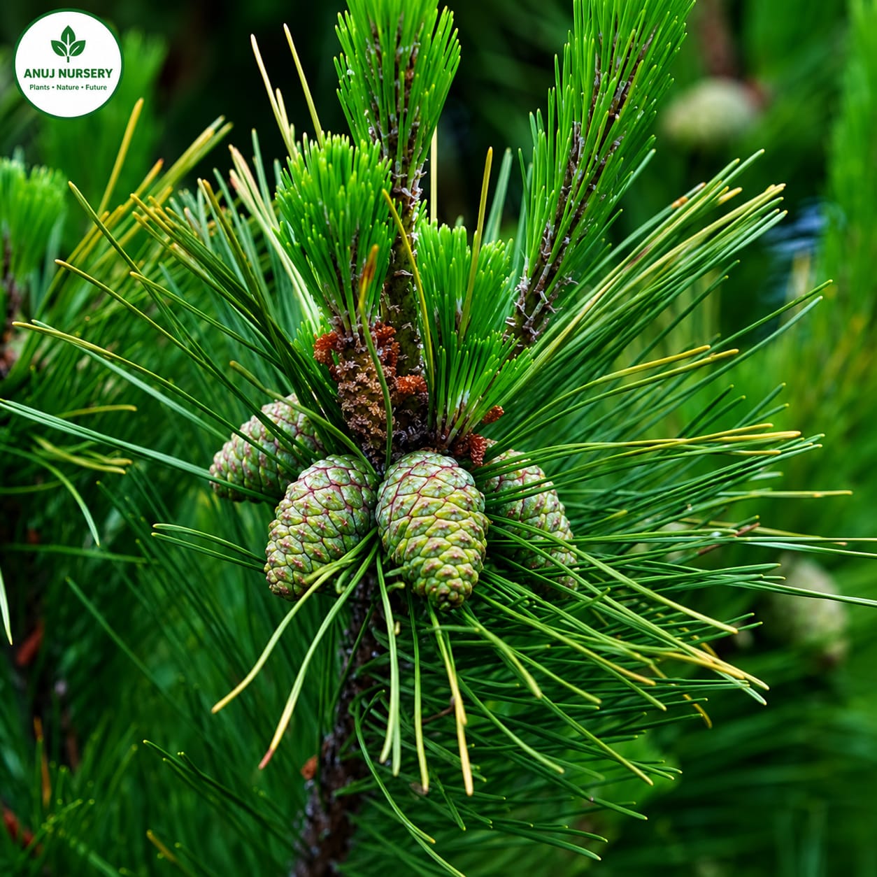 Cheed Plant (Chir Pine) | Evergreen Ornamental Tree | Pinus roxburghii | Anuj Nursery - Image 3
