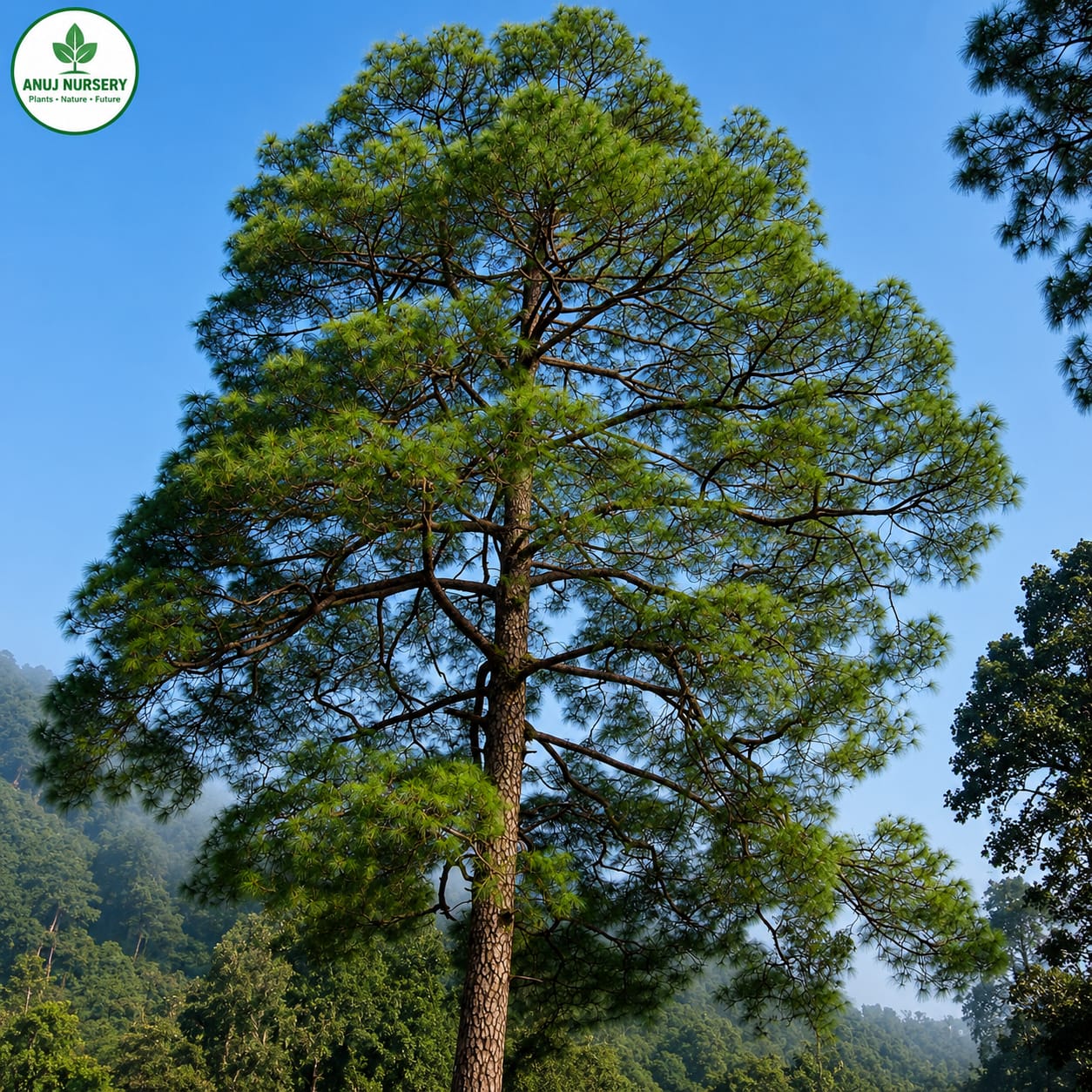 Cheed Plant (Chir Pine) | Evergreen Ornamental Tree | Pinus roxburghii | Anuj Nursery - Image 4