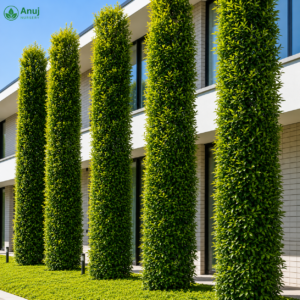Buy Buxus sempervirens (Common Boxwood) Plant Online | Evergreen Ornamental Shrub | Anuj Nursery