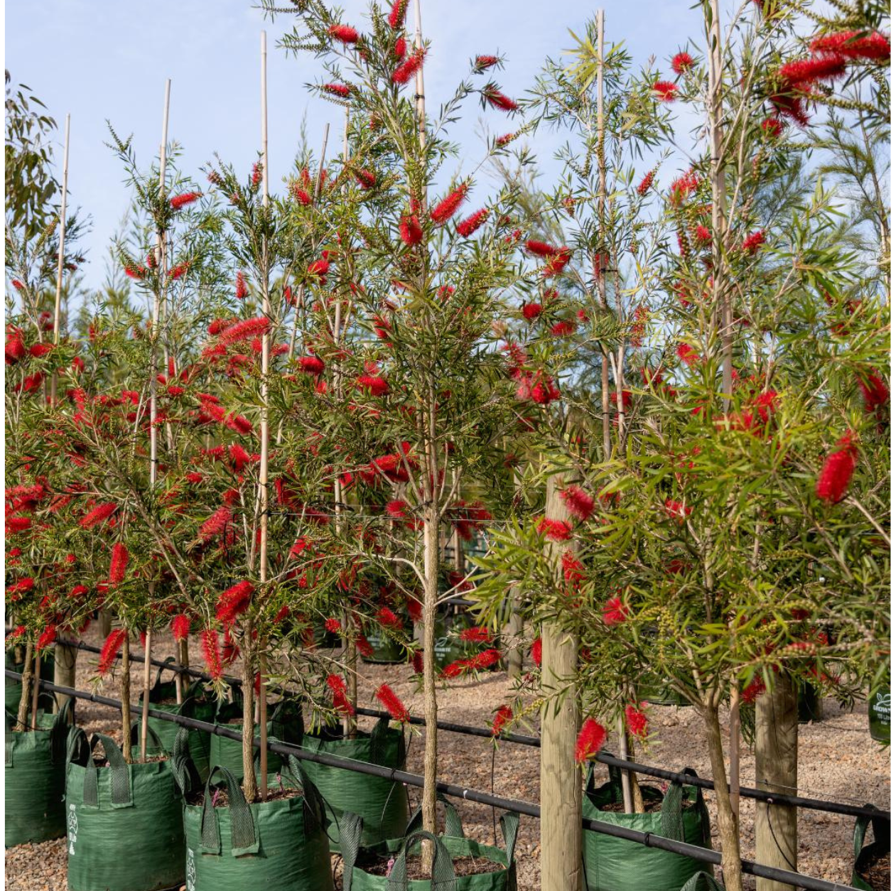 🌺 Callistemon citrinus (Bottlebrush Tree) – Premium Live Plant for Sale - Image 4