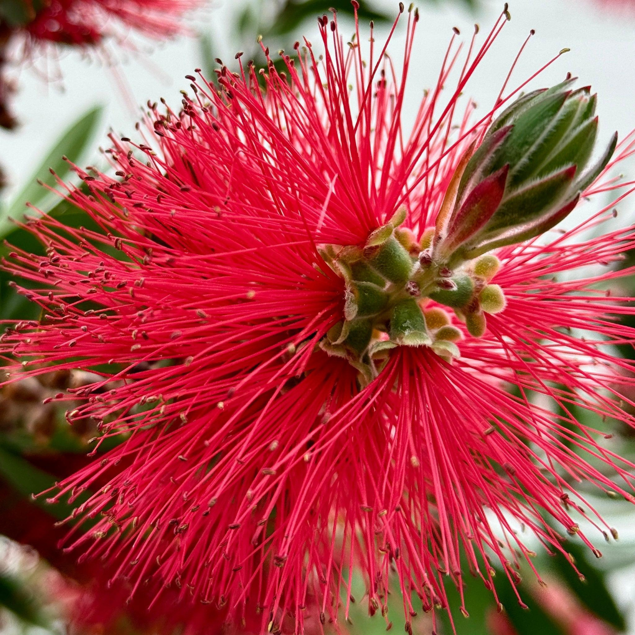 🌺 Callistemon citrinus (Bottlebrush Tree) – Premium Live Plant for Sale - Image 3
