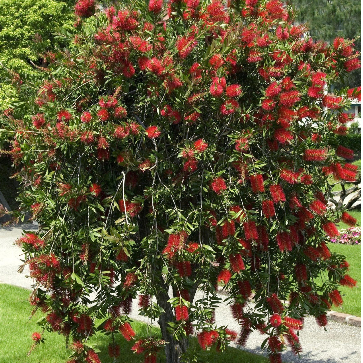 🌺 Callistemon citrinus (Bottlebrush Tree) – Premium Live Plant for Sale - Image 2