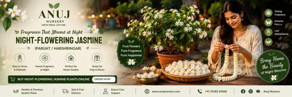 Shop Best Raat Rani Plant in India