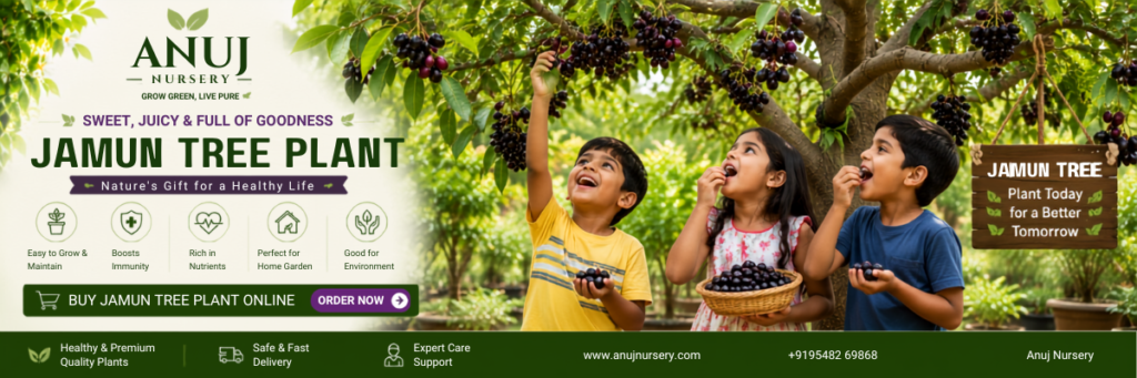 best jamun tree in nagal