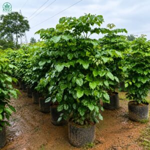 Red Machira Plant (China Doll) – Premium Ornamental Foliage Plant for Home & Garden