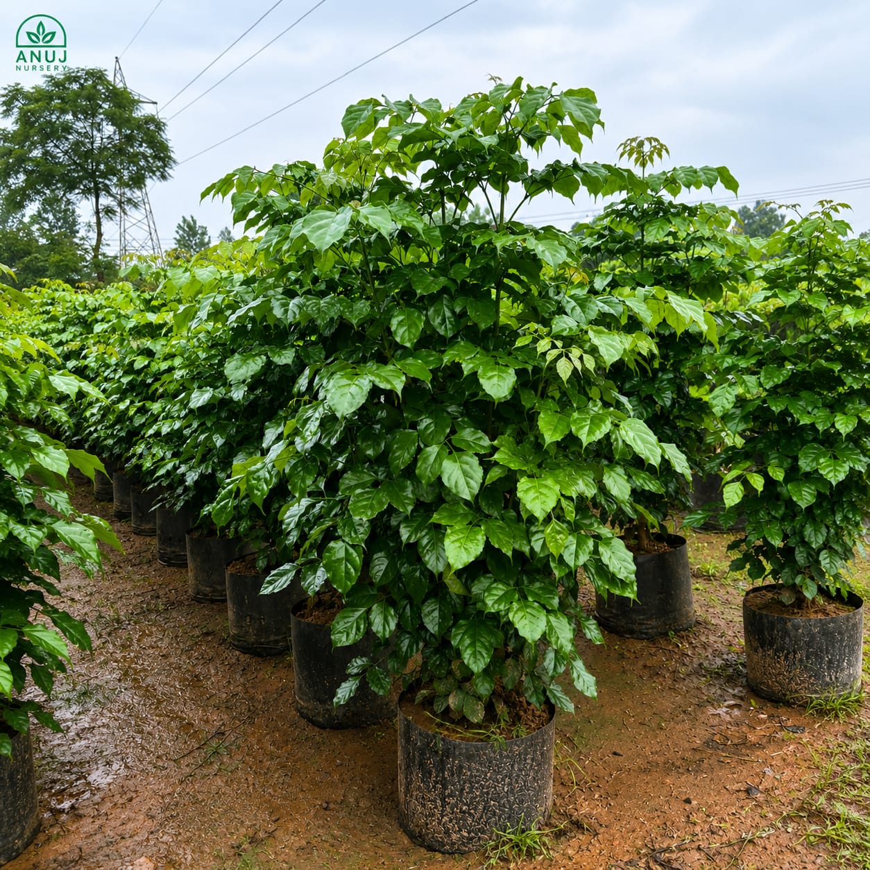 Red Machira Plant (China Doll) – Premium Ornamental Foliage Plant for Home & Garden