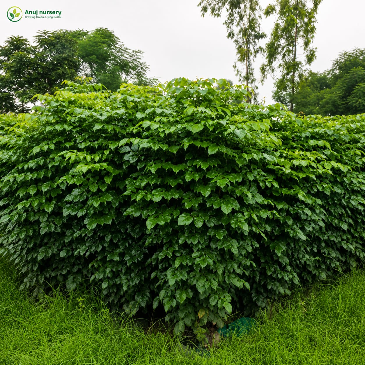 Red Machira Plant (China Doll) – Premium Ornamental Foliage Plant for Home & Garden - Image 3