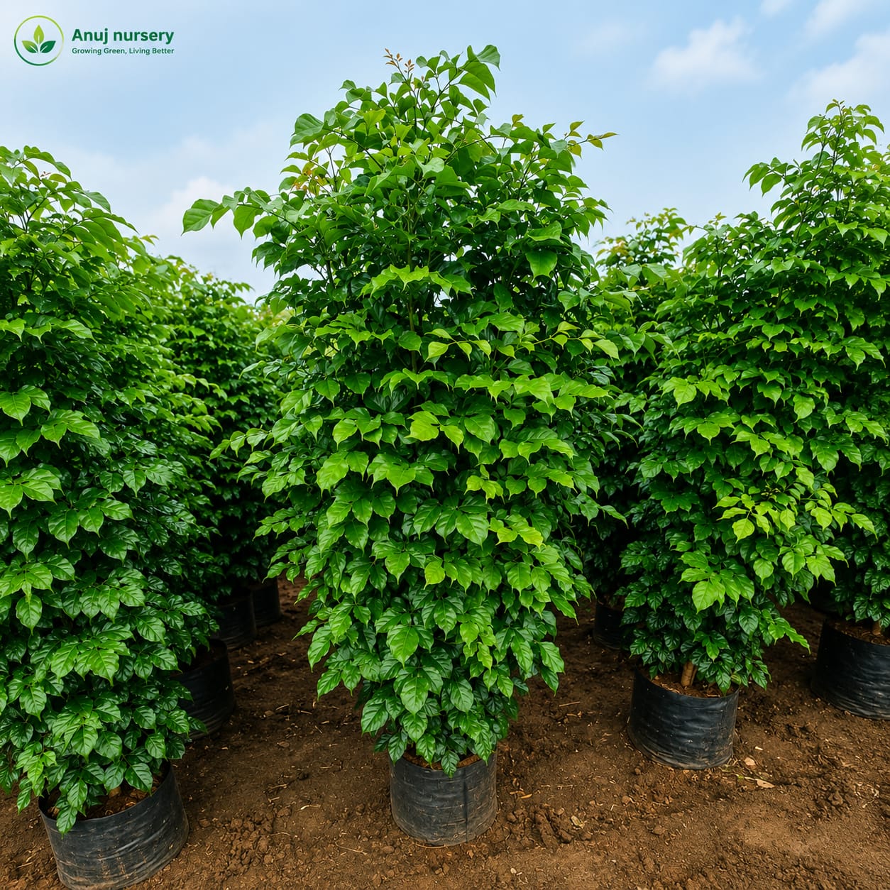 Red Machira Plant (China Doll) – Premium Ornamental Foliage Plant for Home & Garden - Image 4