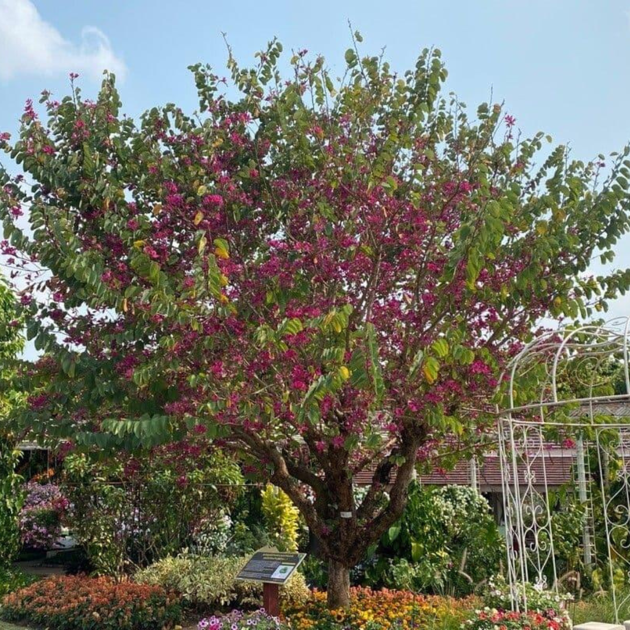 Bauhinia Purpurea (Purple Orchid Tree) β Live Plant - Image 2