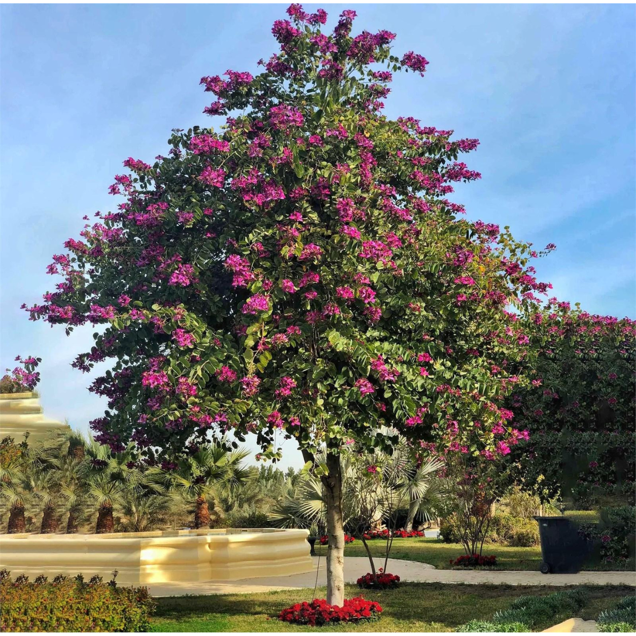 Bauhinia Purpurea (Purple Orchid Tree) β Live Plant - Image 3