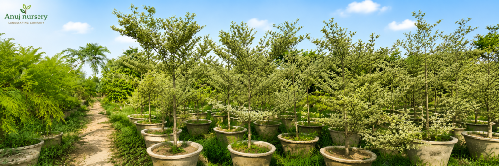 Terminalia Variegated Plant 