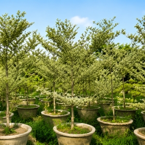 Terminalia Variegated Plant (Terminalia mantaly 'Variegata') | Premium Ornamental Landscape Tree