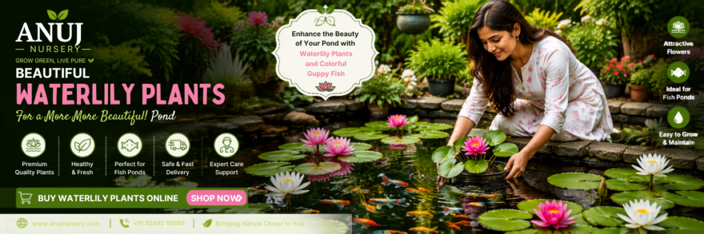 Top Quality Water Lily Plants Easy to Grow & Long Blooming in India