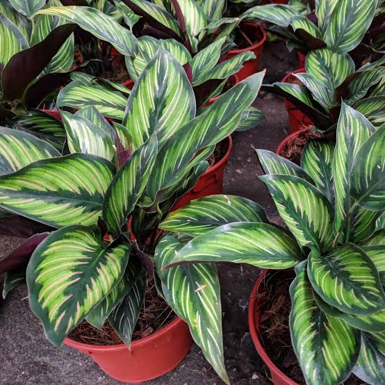 Prayer Plant (Calathea spp.) Online | Buy Prayer Plant in India | Anuj Nursery - Image 3
