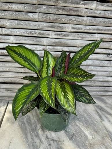 Prayer Plant (Calathea spp.) Online | Buy Prayer Plant in India | Anuj Nursery - Image 2