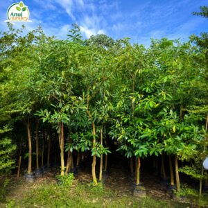 Alstonia Plant for Sale Online | Healthy Alstonia Plant – Anuj Nursery