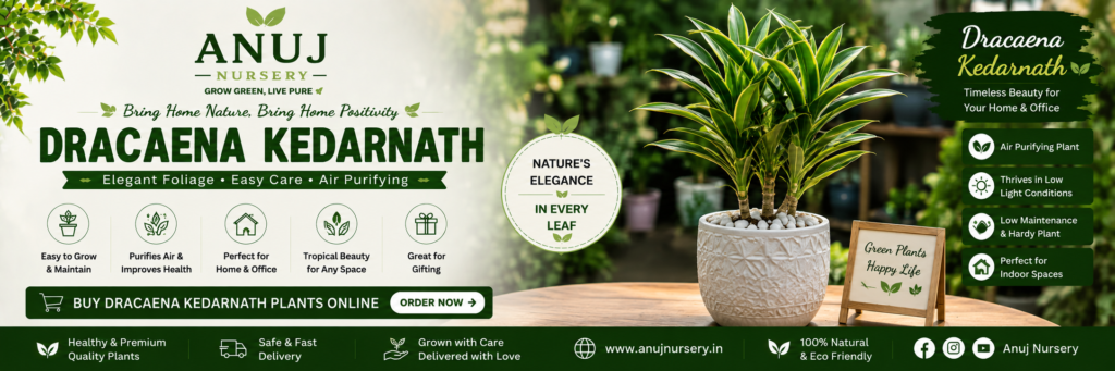 Dracaena Kedarnath Plant
