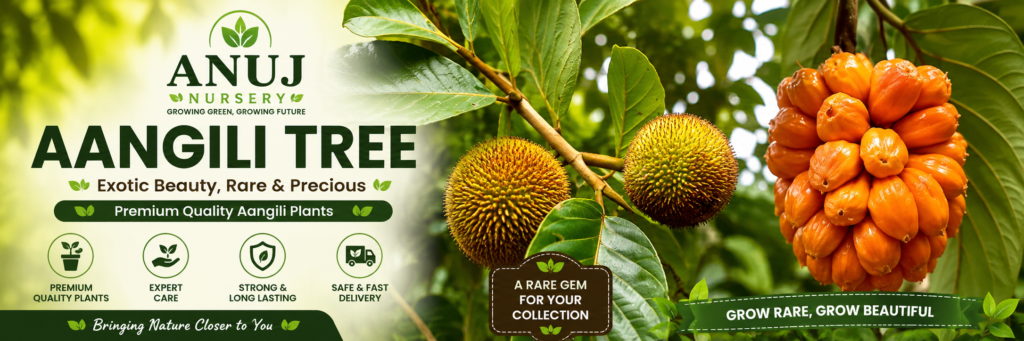 Aangili Tree Care & Benefits