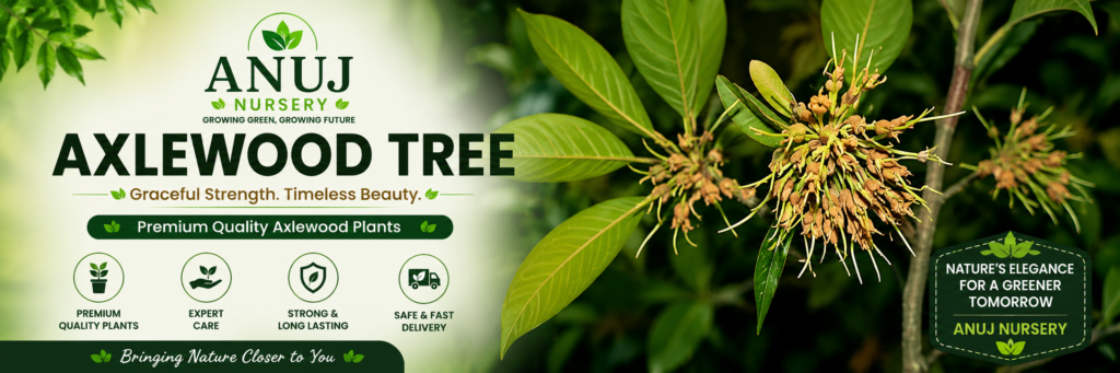 Axlewood Tree Care & Benefits