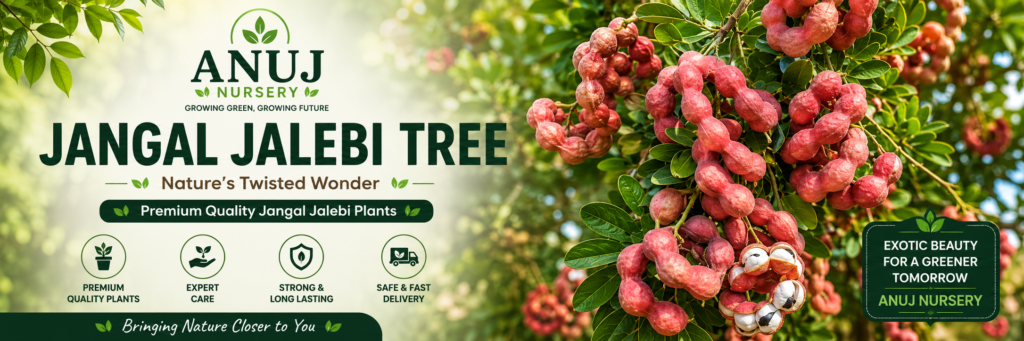 Jungle Jalebi Tree Care & Benefits