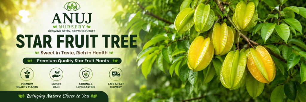 Star Fruit Plant Care & Benefits 